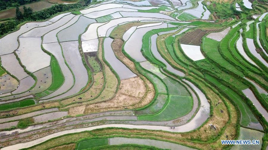 CHINA-GUIZHOU-DANZHAI-TERRACED FIELDS (CN)