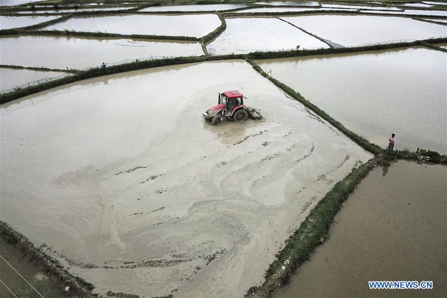 #CHINA-AGRICULTURE-SUMMER-FARM WORK (CN)