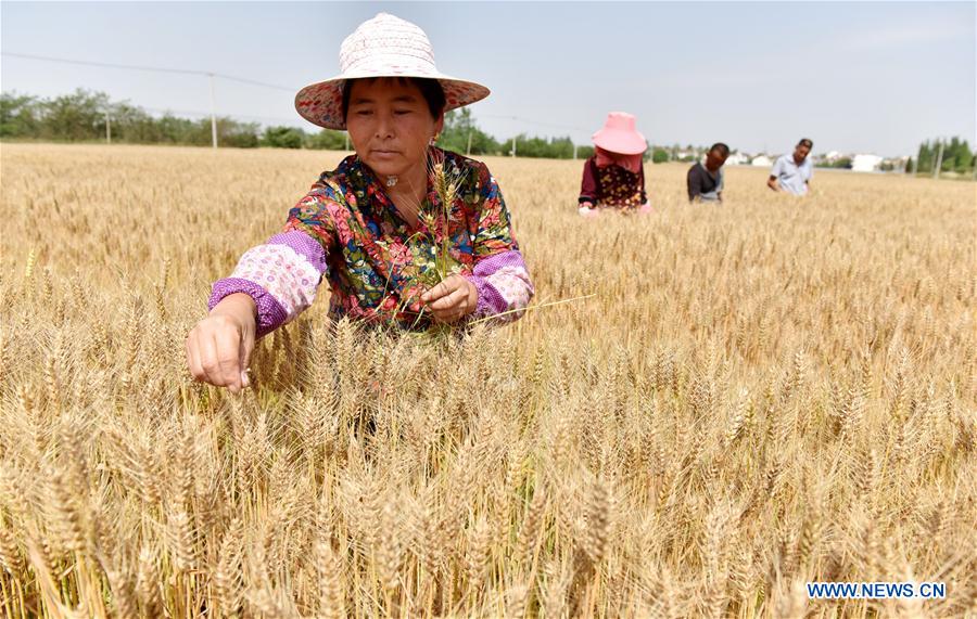 #CHINA-WHEAT-HARVEST (CN)