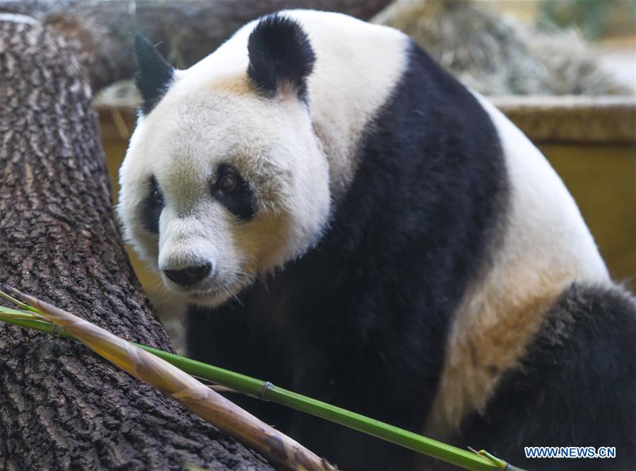 AUSTRIA-VIENNA-GIANT PANDA-YUAN YUAN