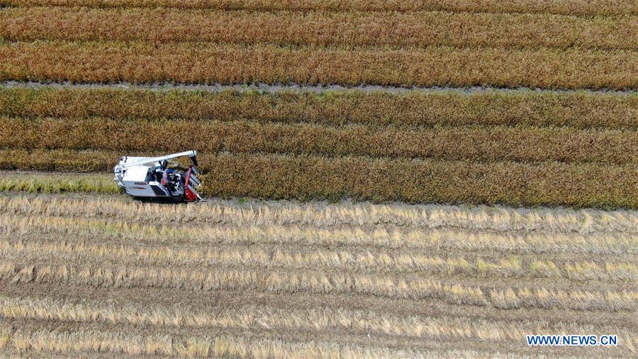 #CHINA-WHEAT-HARVEST (CN)