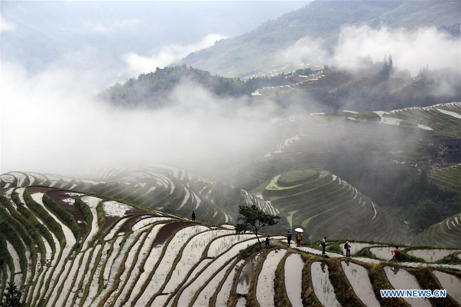 #CHINA-GUANGXI-TERRACED FIELD-SCENERY