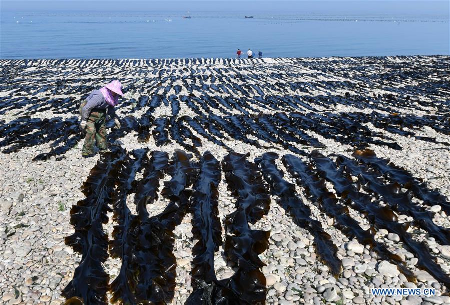 CHINA-SHANDONG-YANTAI-ECONOMY-AQUACULTURE (CN)