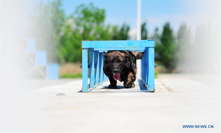 #CHINA-HARBIN-POLICE DOG-TRAINING (CN)