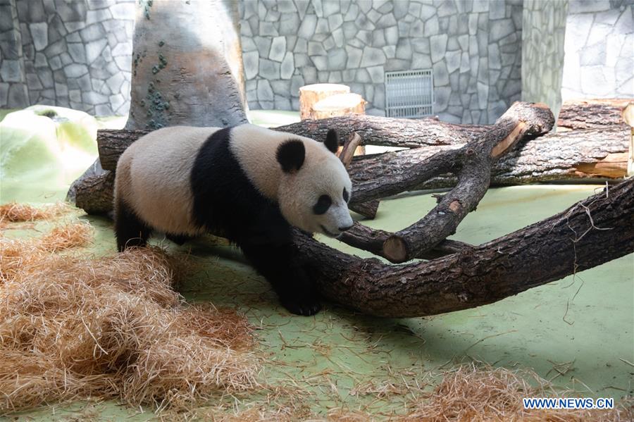 RUSSIA-MOSCOW-CHINA-PANDAS