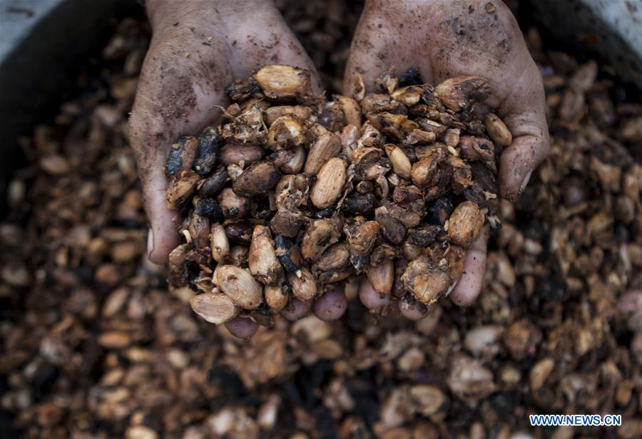 INDONESIA-WEST SULAWESI-DAILY LIFE-COCOA BEANS