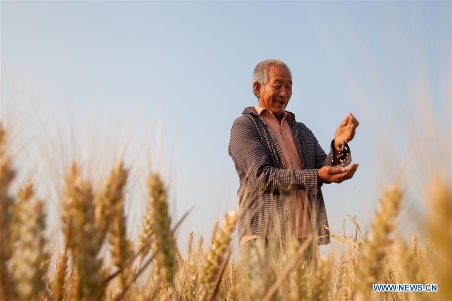 #CHINA-WHEAT-HARVEST (CN)