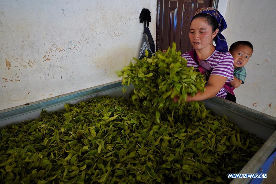 CHINA-YUNNAN-BULANG MOUNTAIN-TEA INDUSTRY (CN)