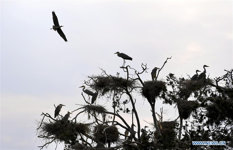 CHINA-SHAANXI-LUONAN-HERON (CN)