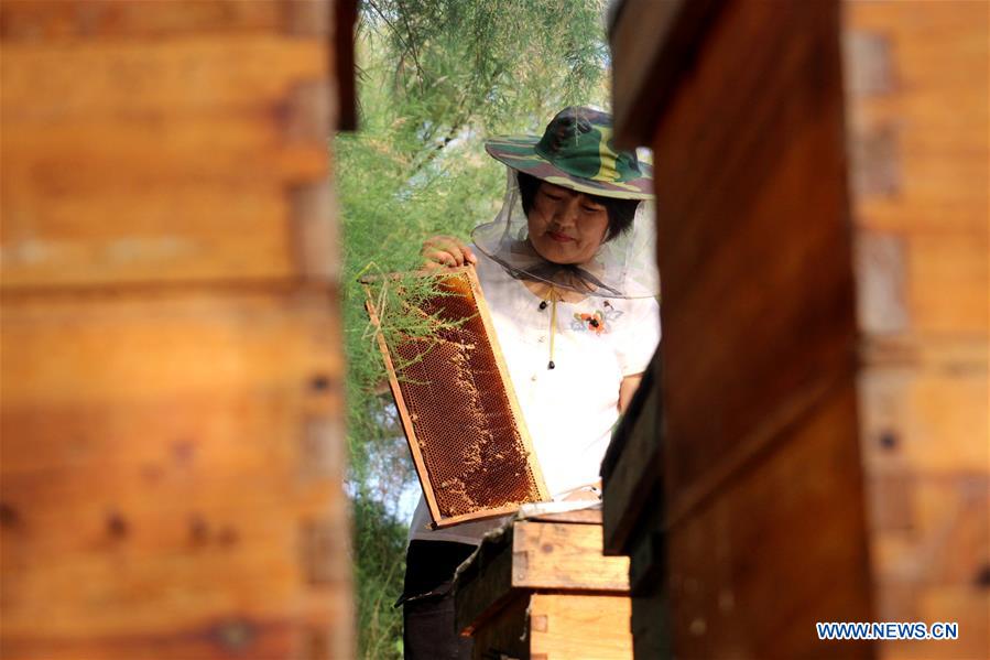 #CHINA-SHANDONG-BINZHOU-HONEY COLLECTION (CN) 