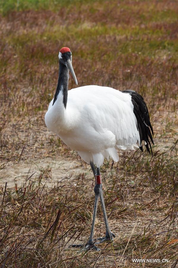 CHINA-MIGRATORY BIRD SANCTUARIES-UNESCO-WORLD HERITAGE LIST (CN)