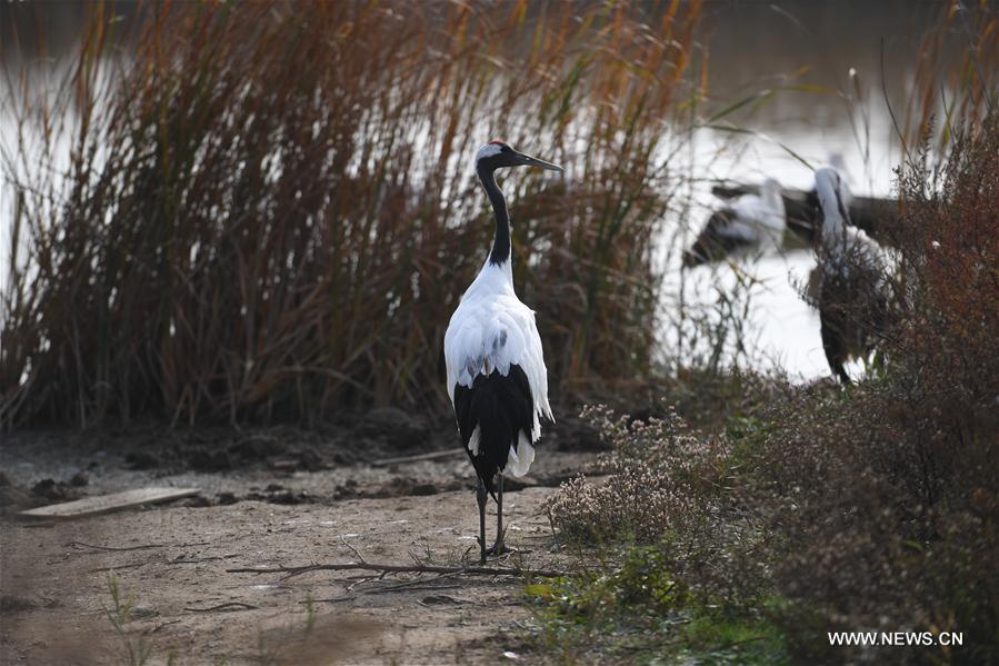 CHINA-MIGRATORY BIRD SANCTUARIES-UNESCO-WORLD HERITAGE LIST (CN)