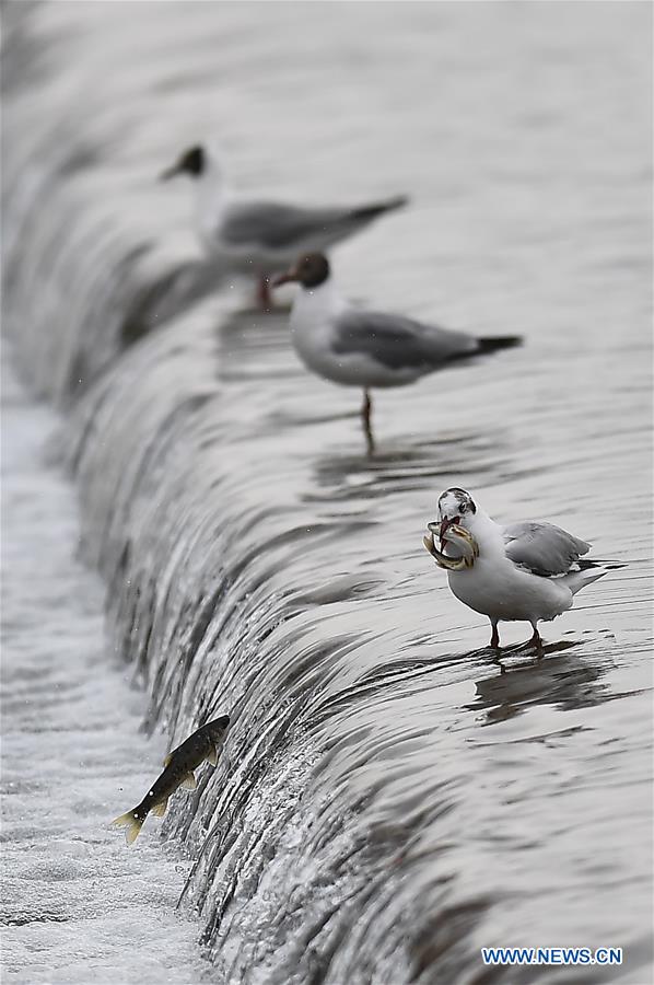 CHINA-QINGHAI-NAKED CARP-MIGRATION-SPAWNING (CN)