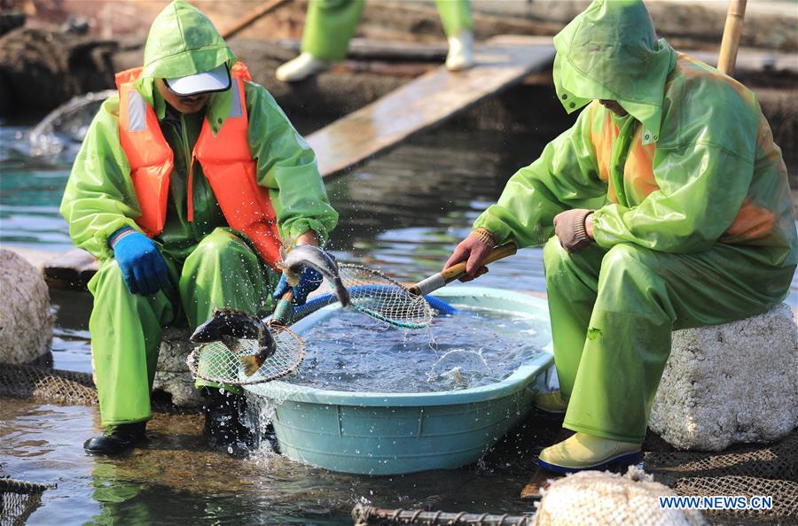 CHINA-DALIAN-CHANGHAI-FISH HARVEST(CN)