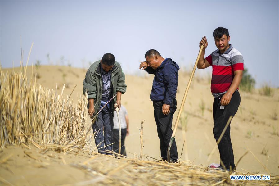 CHINA-XINJIANG-DESERT POPLAR-RANGER (CN)