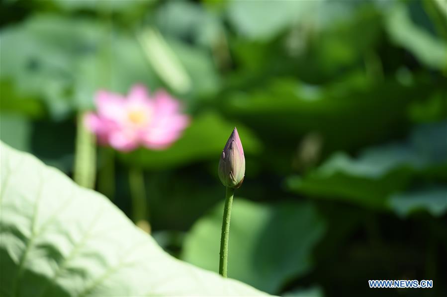 CHINA-INNER MONGOLIA-HOHHOT-LOTUS FLOWER (CN)