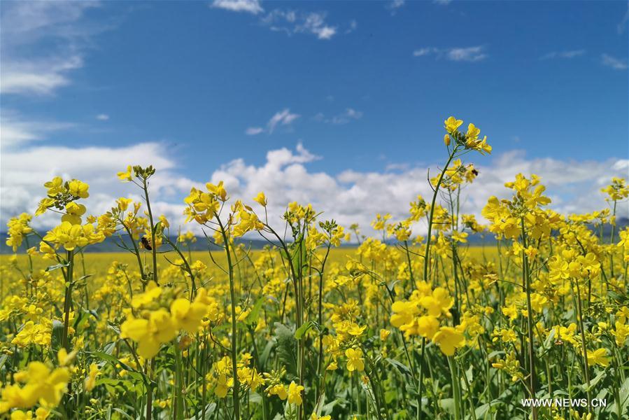 #CHINA-QINGHAI-MENYUAN-COLE FLOWER (CN)