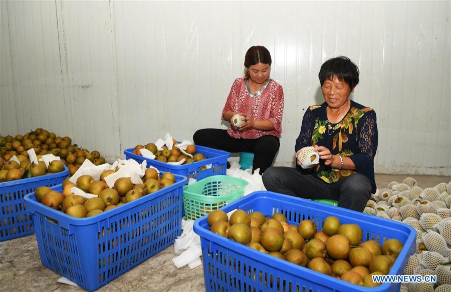 CHINA-CHONGQING-PEAR PLANTATION-POVERTY ALLEVIATION (CN)