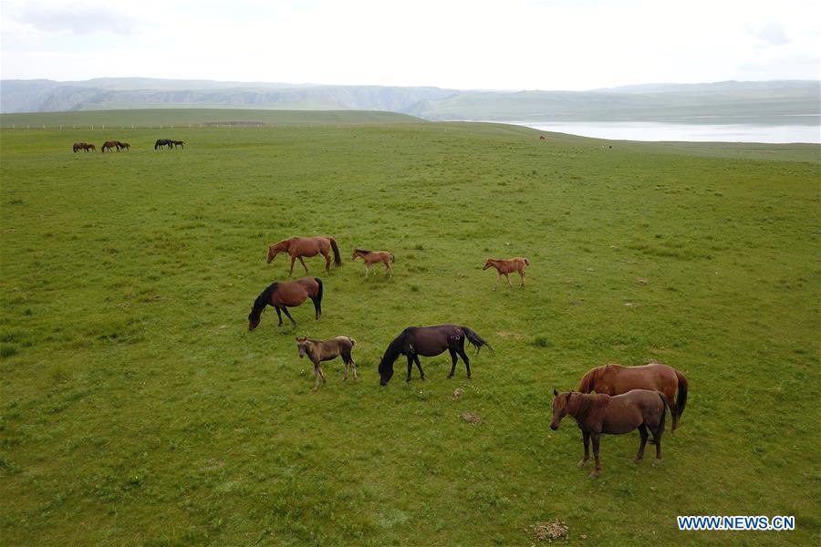 CHINA-GANSU-HORSE RANCH (CN)