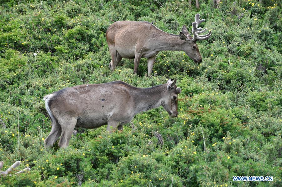 CHINA-GANSU-ZHANGYE-RED DEER (CN)