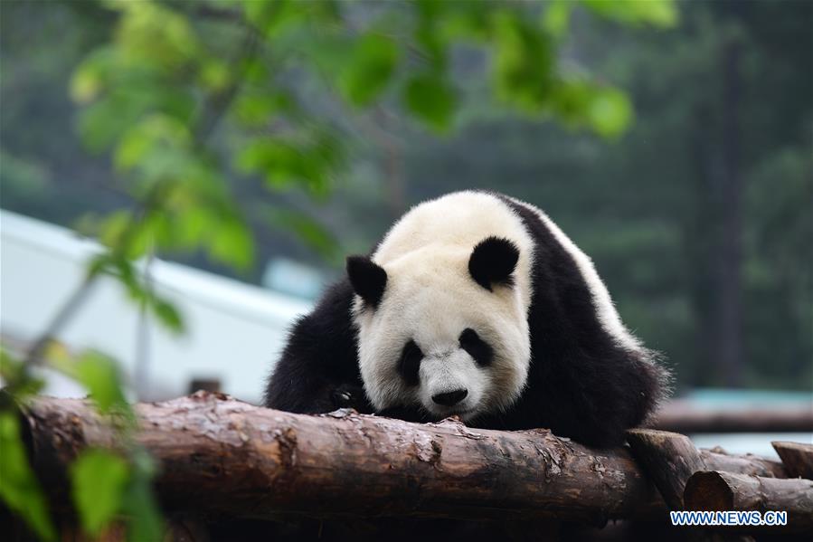 CHINA-CHANGCHUN-SUMMER-GIANT PANDA (CN)