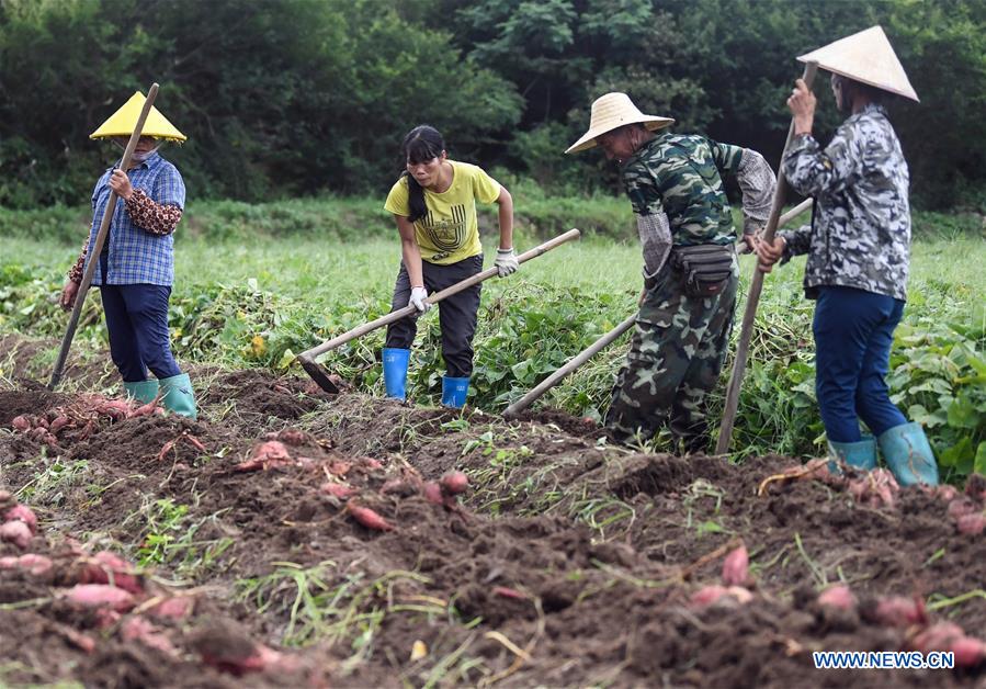 CHINA-GUANGXI-SWEET POTATO-HARVEST (CN)