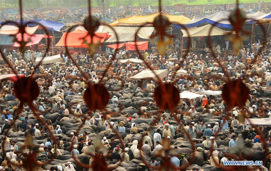 PAKISTAN-PESHAWAR-EID-AL-ADHA-LIVESTOCK