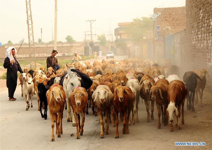 PAKISTAN-PESHAWAR-EID-AL-ADHA-LIVESTOCK