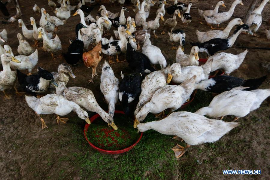 MIDEAST-GAZA-AZOLLA-LIVESTOCK