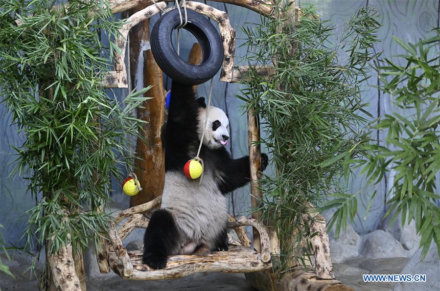 CHINA-HAINAN-HAIKOU-GIANT PANDAS-BIRTHDAY (CN)