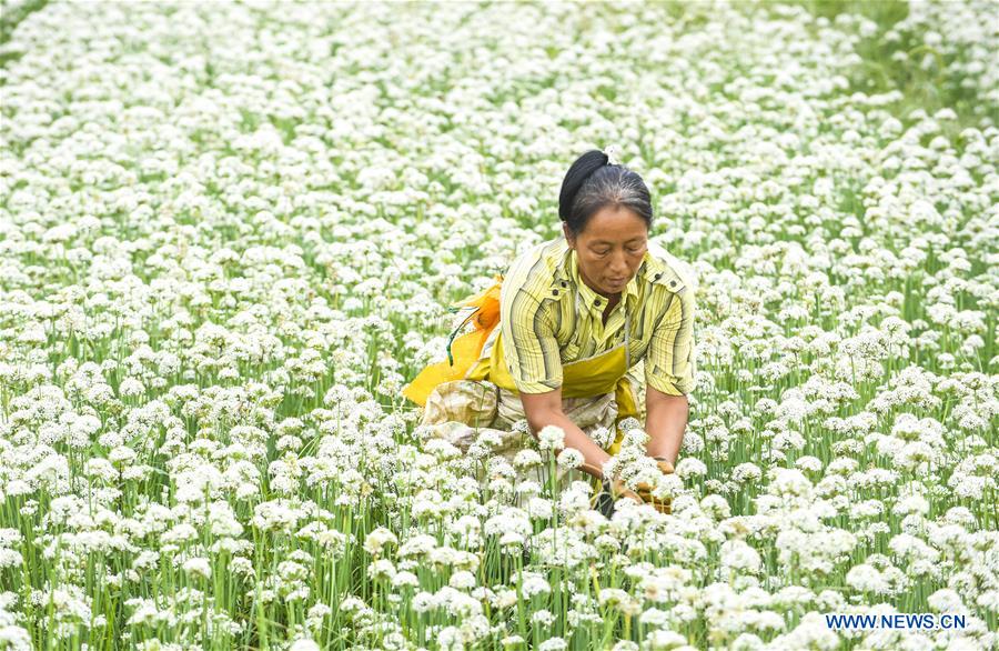 CHINA-HEBEI-LEEK FLOWERS (CN)