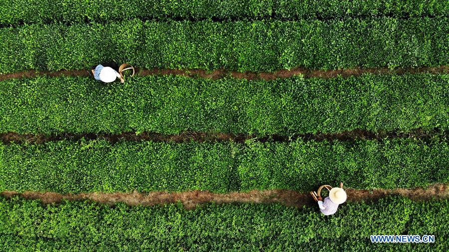 CHINA-SHANDONG-RIZHAO-TEA LEAF PICKING (CN)