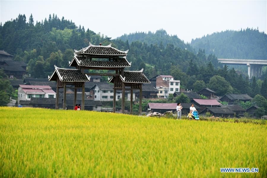 CHINA-GUIZHOU-PADDY FIELDS-TERRACED LANDS (CN)