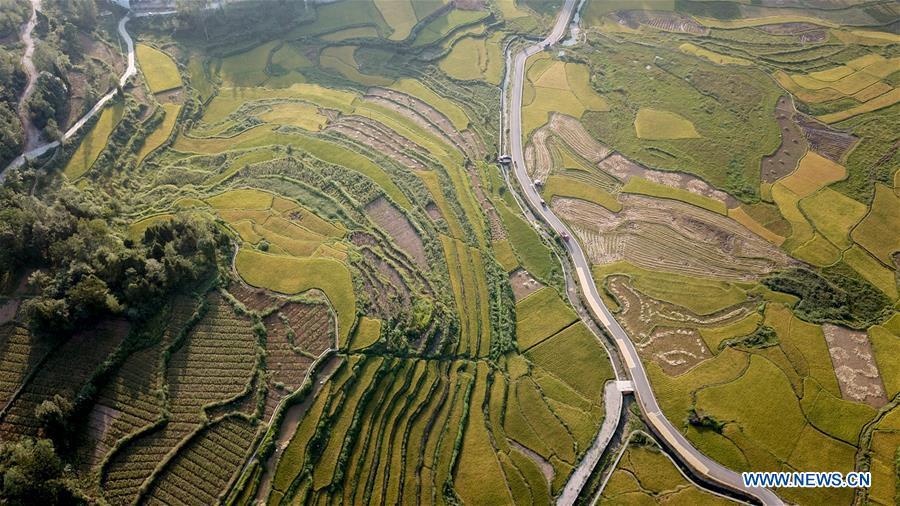 CHINA-HUNAN-HUAYUAN COUNTY-RICE FIELD-AUTUMN SCENERY (CN)