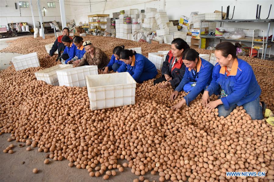 CHINA-XINJIANG-HOTAN-WALNUT-HARVEST (CN)