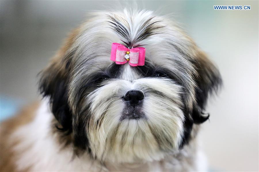 PHILIPPINES-MARIKINA CITY-DOG SHOW