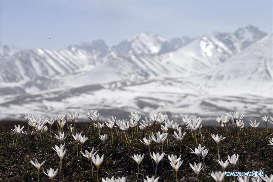 (EcoChina)CHINA-HORTICULTURAL EXPO-XINJIANG (CN)