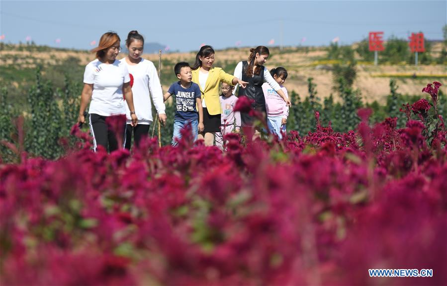 CHINA-HEBEI-NEIQIU COUNTY-CHINESE HERBAL MEDICINE PLANTING (CN)