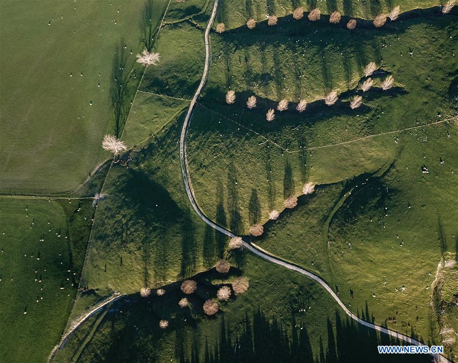 NEW ZEALAND-WELLINGTON-COUNTRYSIDE-SCENERY