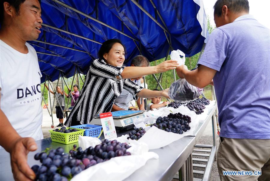 CHINA-SHAANXI-XI'AN-GRAPE PLANTING (CN)