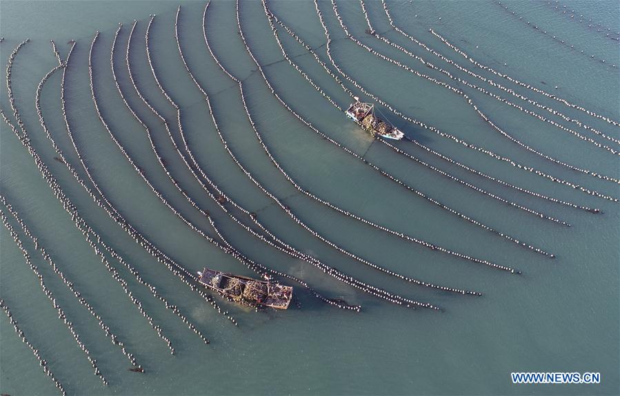 CHINA-LIAONING-DALIAN-OYSTER-HARVEST (CN)