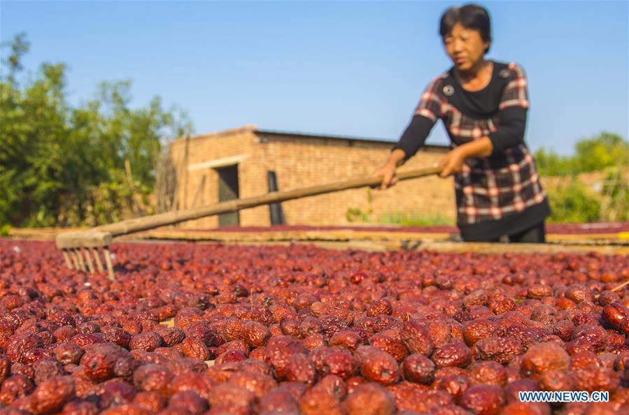 CHINA-HEBEI-ZAOQIANG-RED DATES-HARVEST(CN)