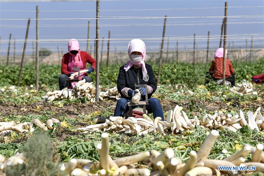 CHINA-NINGXIA-WUZHONG-RADISH-HARVEST (CN)