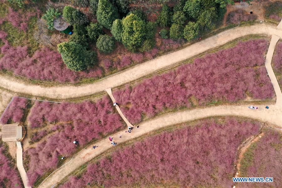 CHINA-JIANGXI-NANCHANG-PINK GRASS-TOURISM (CN)