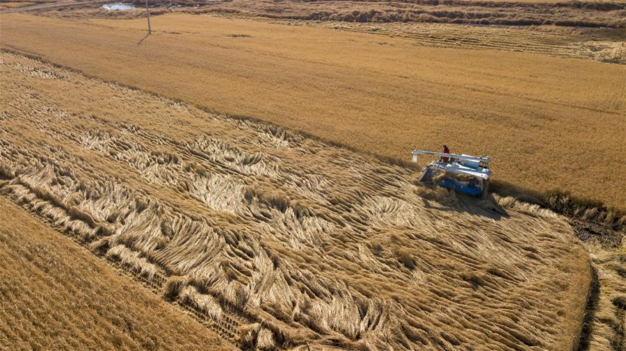 CHINA-JILIN-AUTUMN HARVEST (CN)