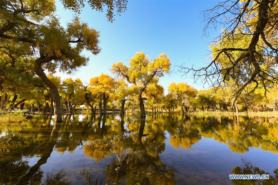 CHINA-INNER MONGOLIA-POPULUS EUPHRATICA-SCENERY (CN)