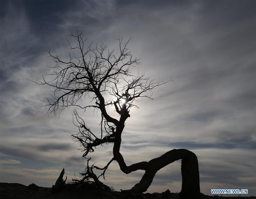 CHINA-INNER MONGOLIA-DESERT POPLAR TREES-SCENERY (CN)