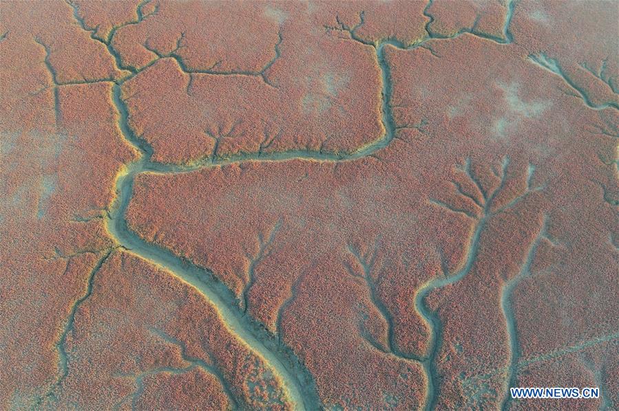 CHINA-LIAONING-PANJIN-RED BEACH-SCENERY (CN)