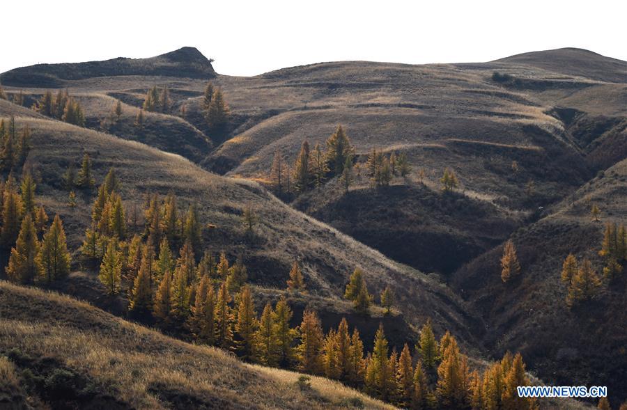 CHINA-INNER MONGOLIA-HORINGER COUNTY-AUTUMN SCENERY (CN)