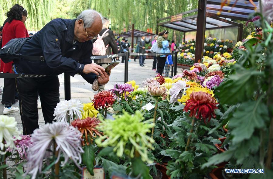 CHINA-SHANDONG-JINAN-CHRYSANTHEMUM EXHIBITION (CN)